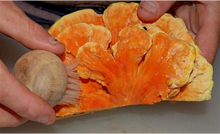 cooking-chicken2.jpg cooking-chicken2.jpg