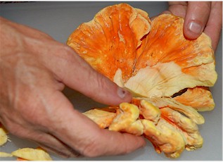 cooking-chicken3.jpg cooking-chicken3.jpg