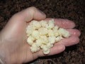Fresh Kefir Grains