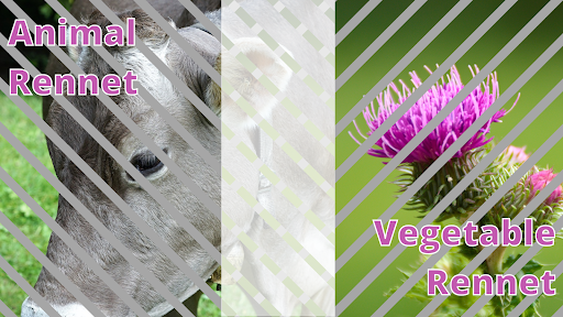 Animal Vs Vegetable Rennet