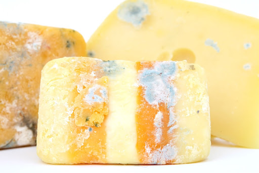 Moldy Cheese